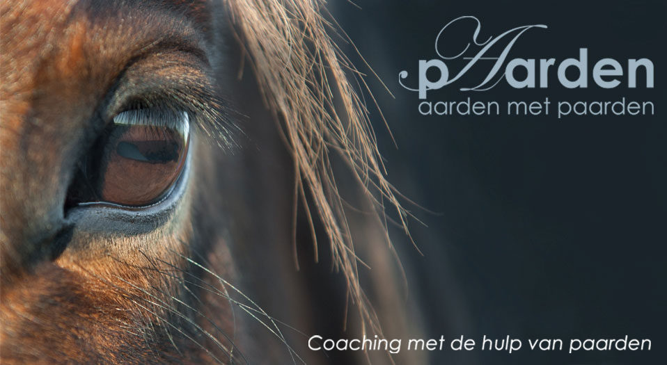 Sascha @Linkedin | Coachen met paarden